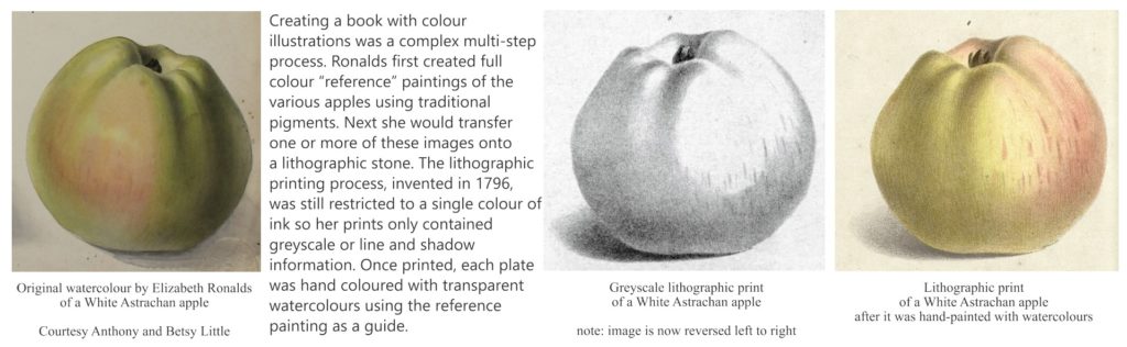 How Elizabeth Ronalds produced hand-coloured lithographic print