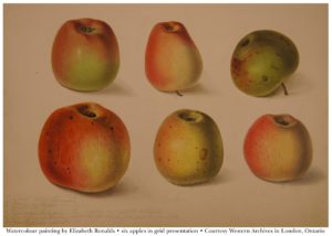 Watercolour by Elizabeth Ronalds - Six apples in a grid presentation